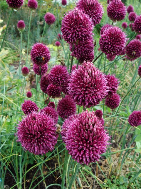 Allium sphaerocephalon fleur